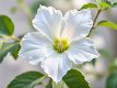White Patchouli Parfümöl